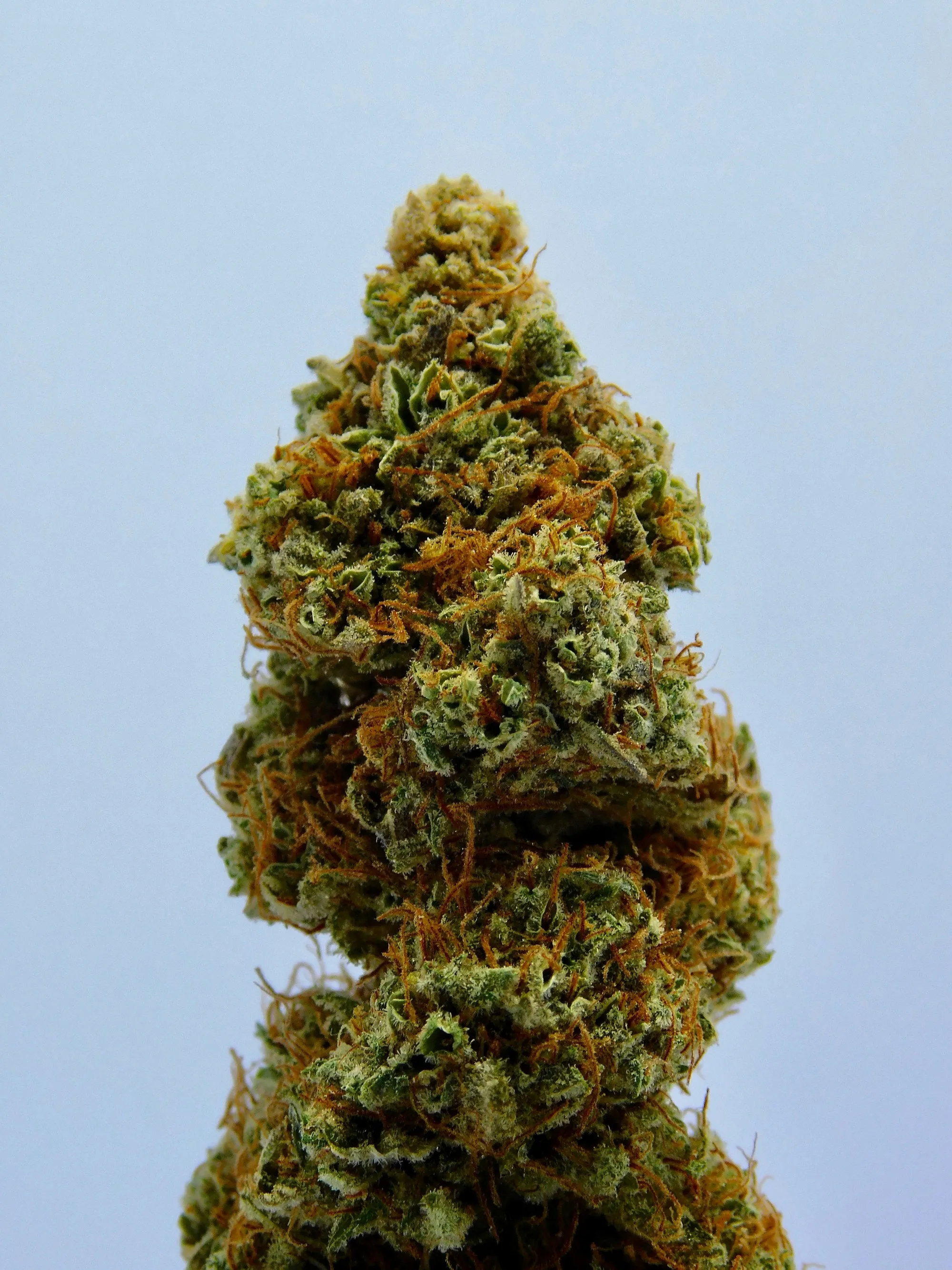 Große, harzige Cannabisblüte mit orangen Fäden vor blauem Himmel
