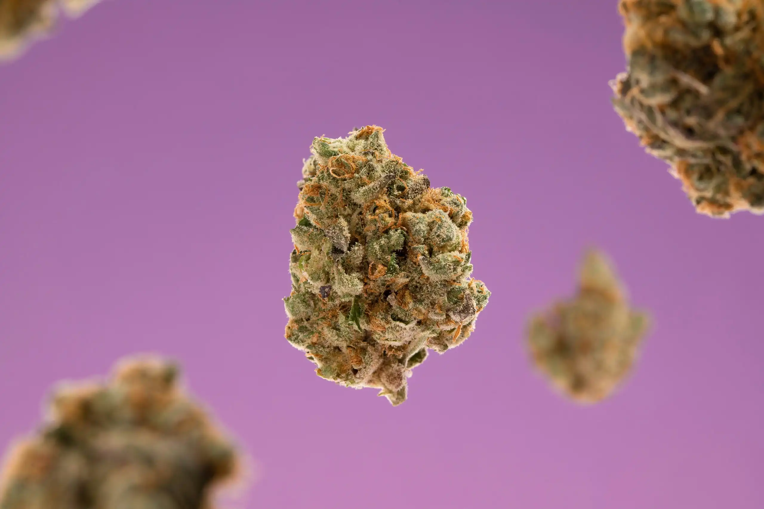 Mehrere Cannabisblüten schweben vor einem violetten Hintergrund