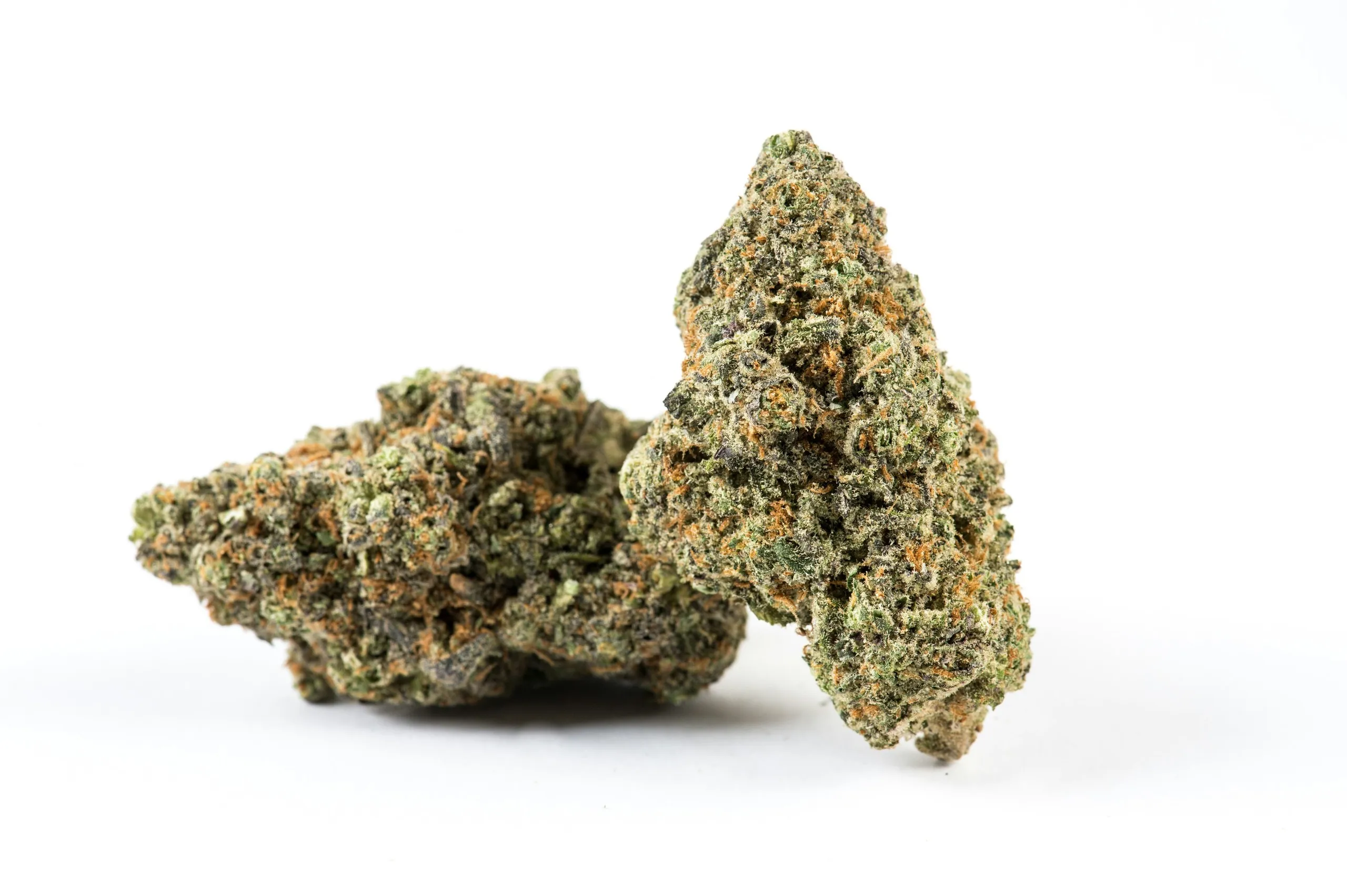 Zwei getrocknete Cannabisblüten liegen auf einer weißen Fläche