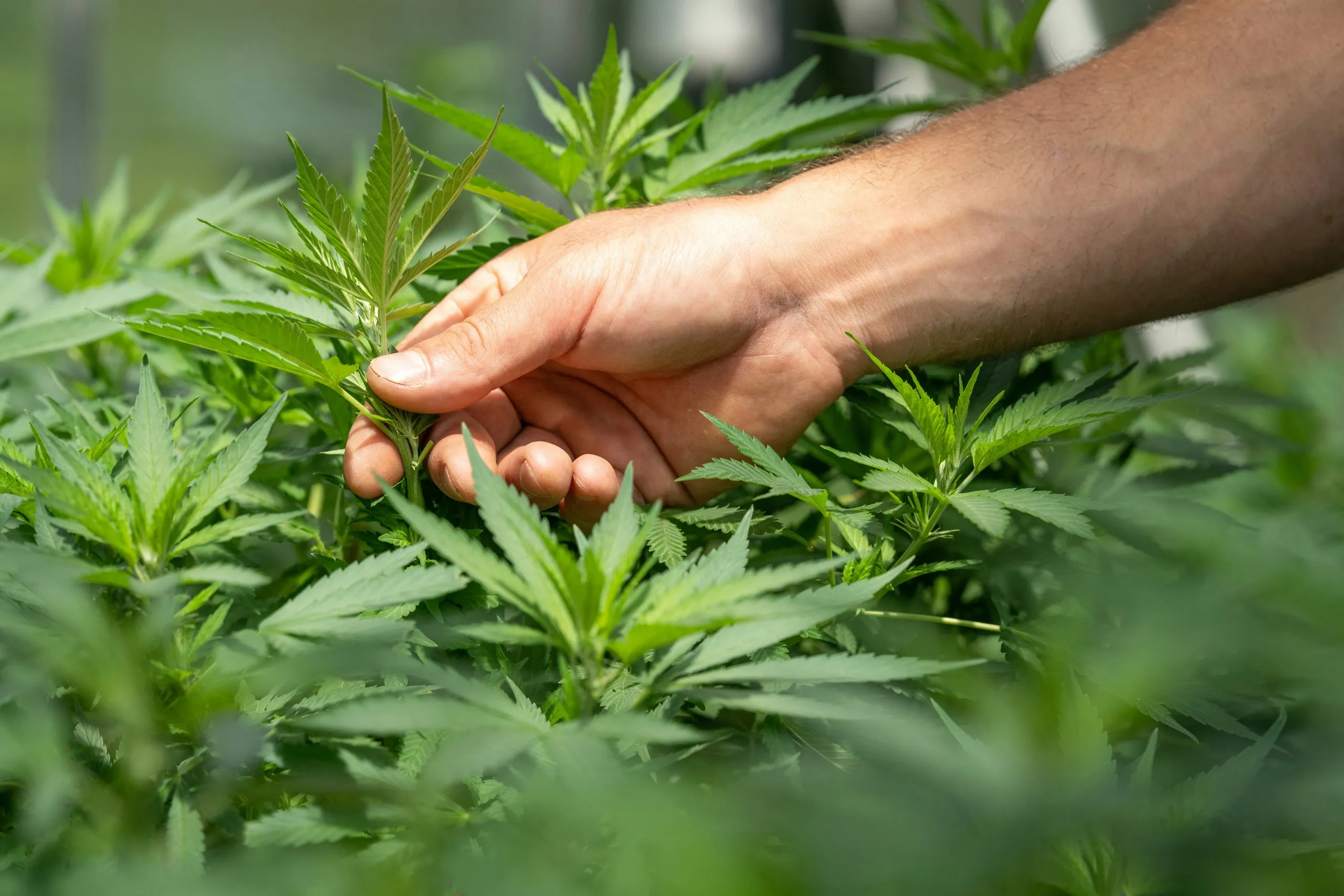 Eine Hand berührt vorsichtig die Blätter einer jungen Cannabispflanze auf einem Feld