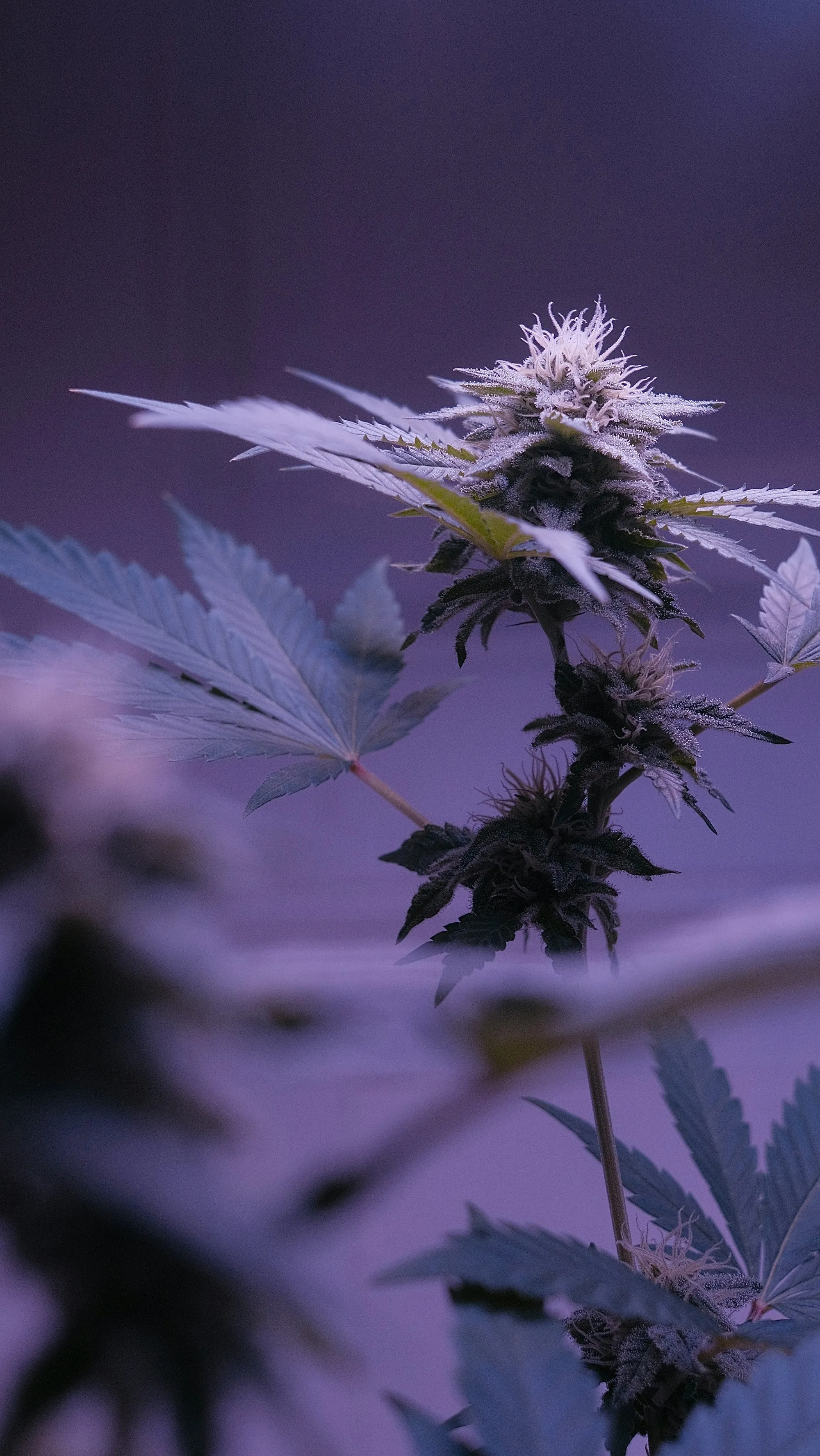 Cannabispflanze unter violettem Kunstlicht in einer Indoor-Anlage