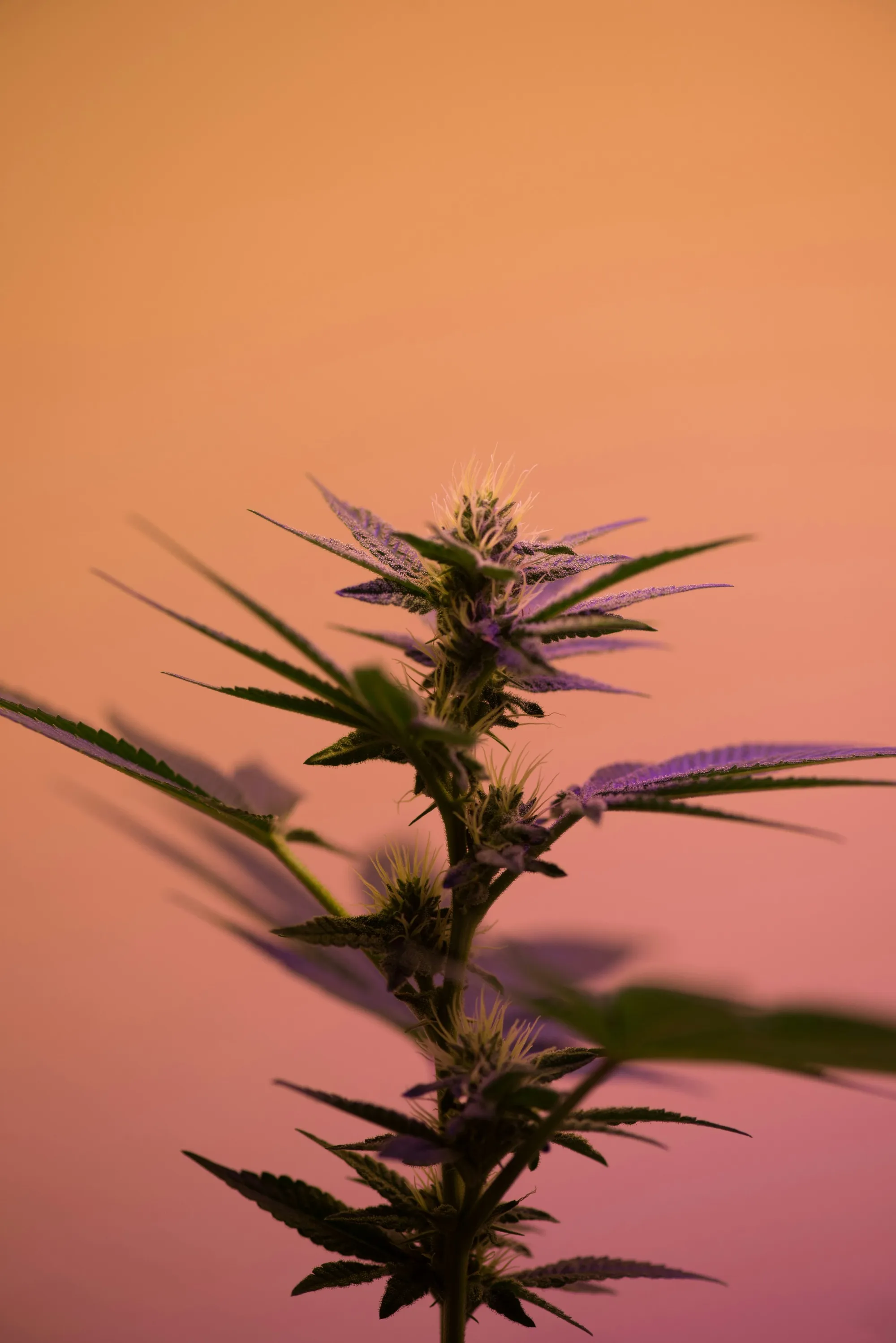 Junge Cannabispflanze vor pfirsichfarbenem Hintergrund