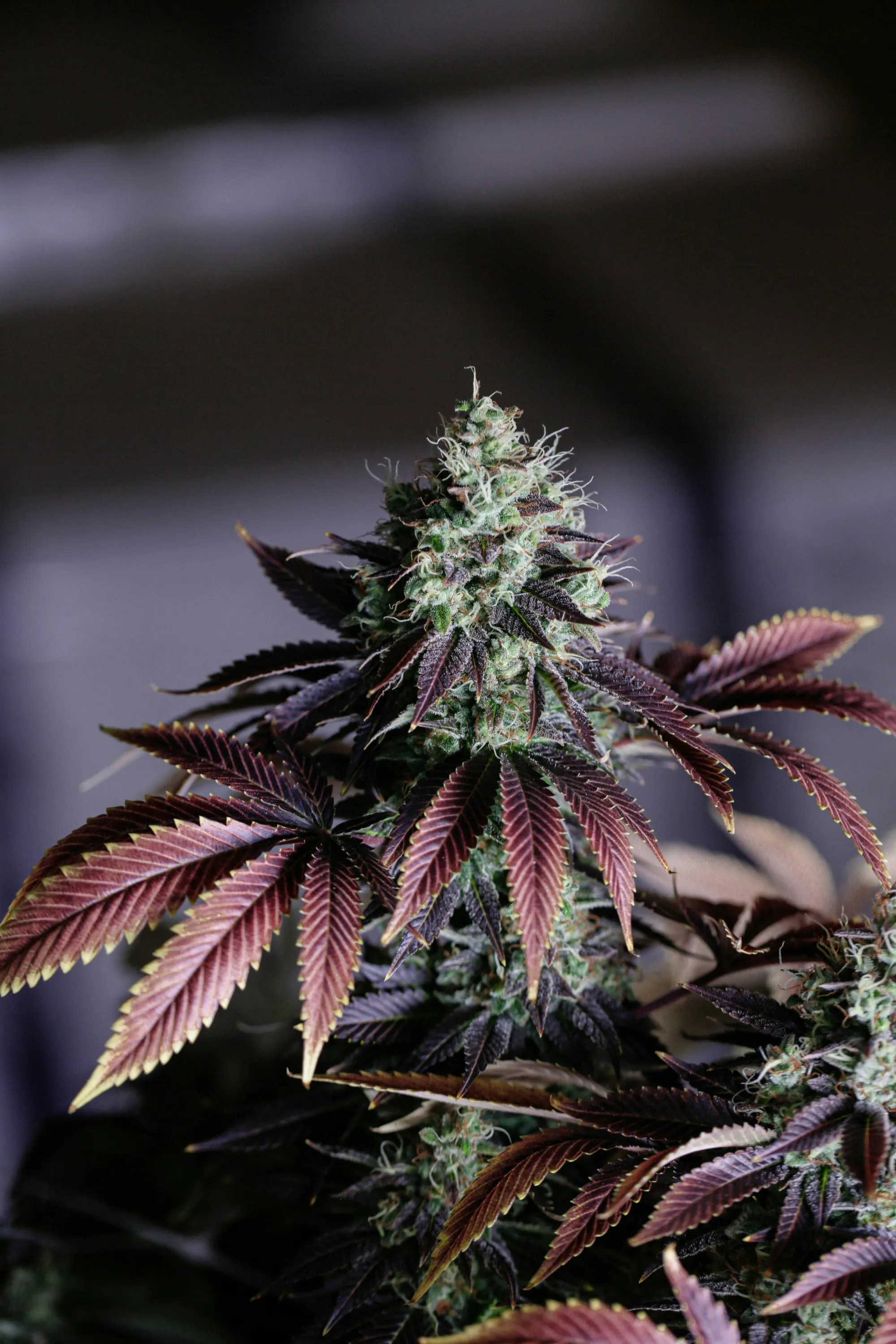 Cannabispflanze mit violett gefärbten Blättern und dichter Blüte vor grauem Hintergrund