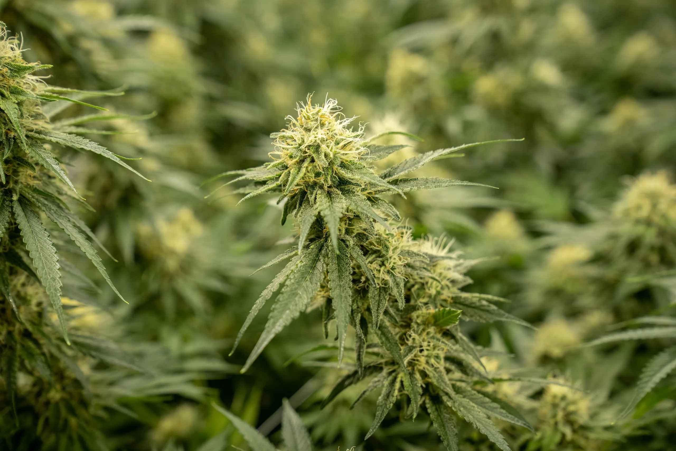 Blühende Cannabispflanzen im Freiland, dicht an dicht im Sonnenlicht